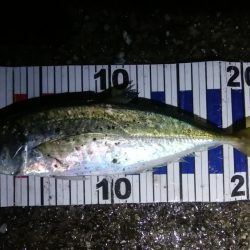 足で稼ぐ遠投アジング